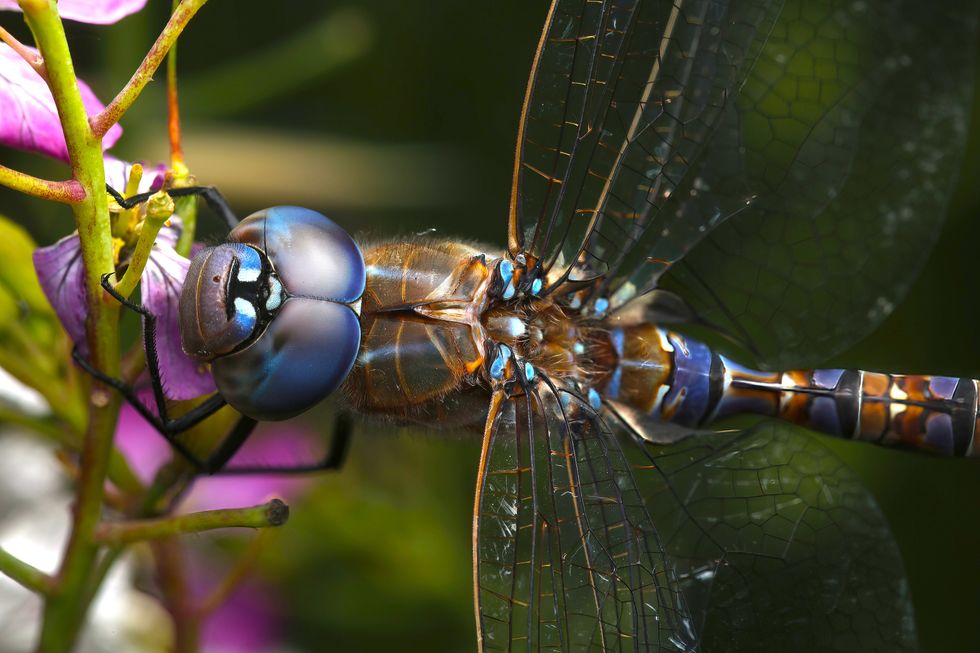 closeup of a blue and brown dragonfly on a pink flower seen from above