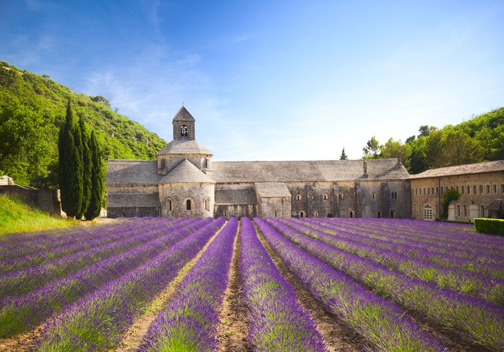 senanque abbey with blooming lavender field provence, francesee also