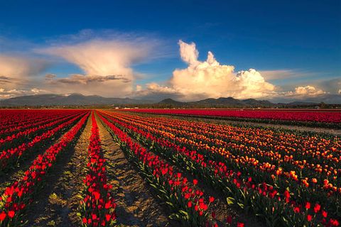 dramatic clouds over the tulips fields of skagit valley, washington state during the tulip festival