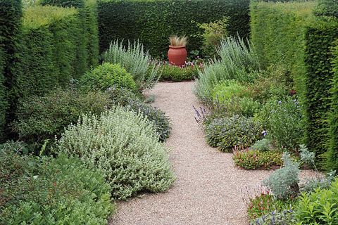 herbs grow along a path surrounded by topiary hedgesengland