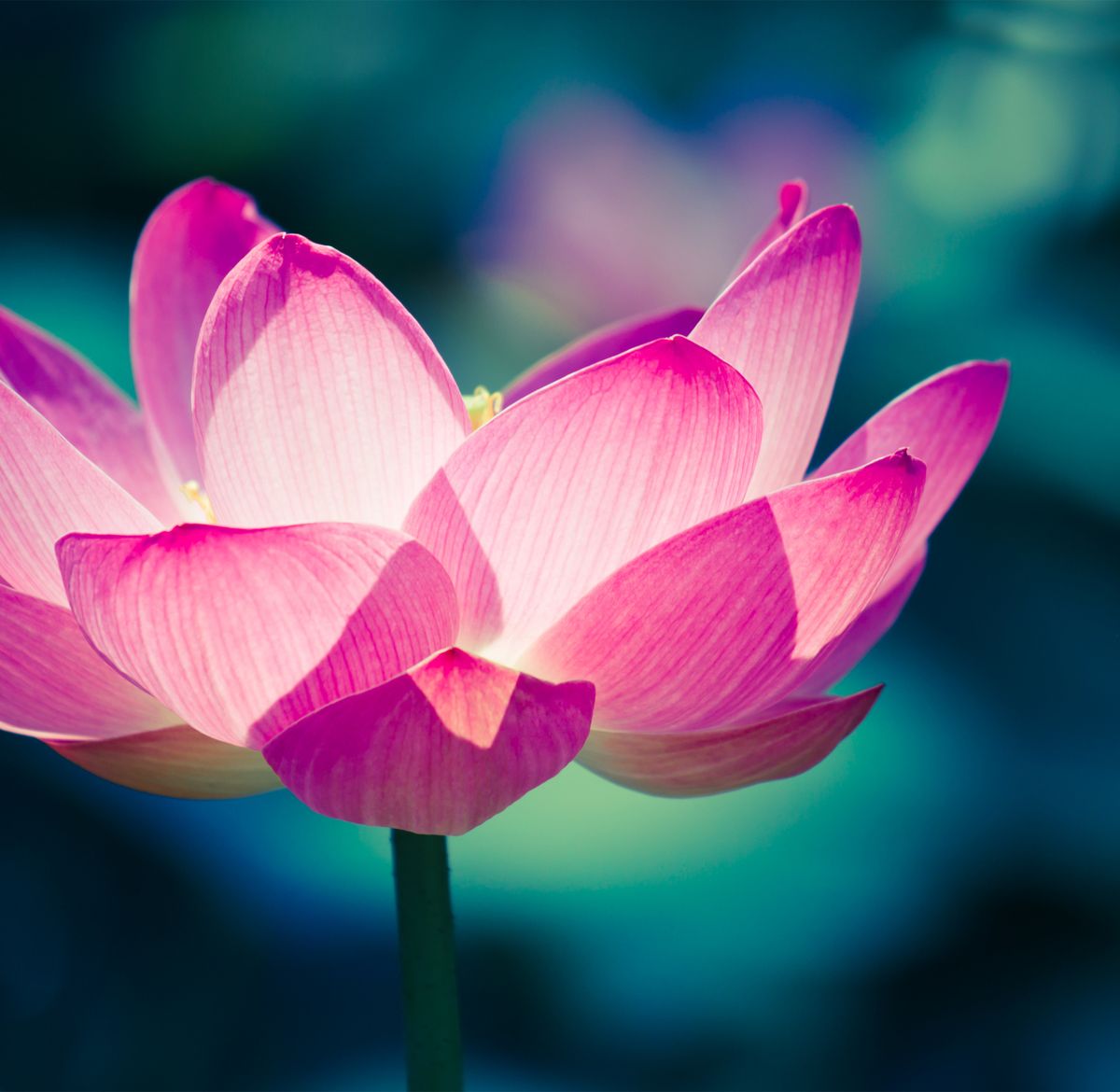 Lotus Flower Meaning - What is the Symbolism Behind the Lotus