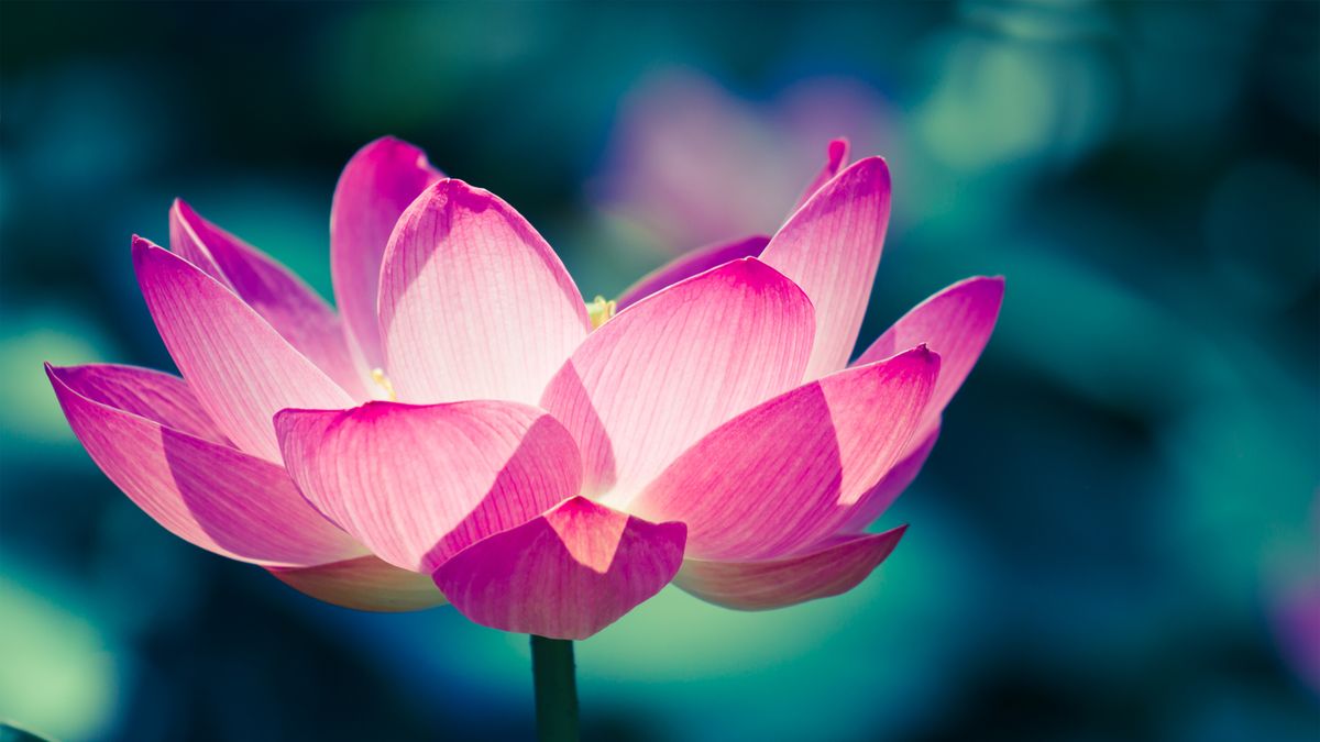 Lotus Flower Meaning - What is the Symbolism Behind the Lotus