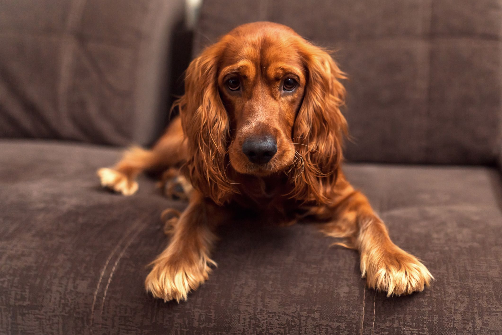 son los cocker spaniels buenos perros de senderismo