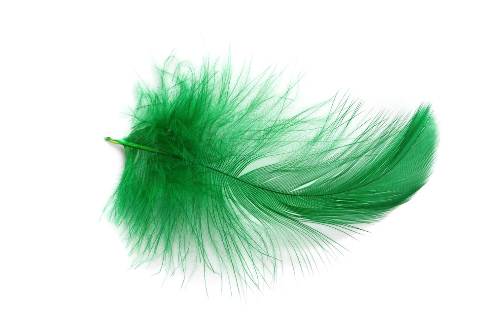 Feather, Green, Turquoise, Fashion accessory, Quill, Grass, Fur, Natural material, Costume accessory, Plant, 
