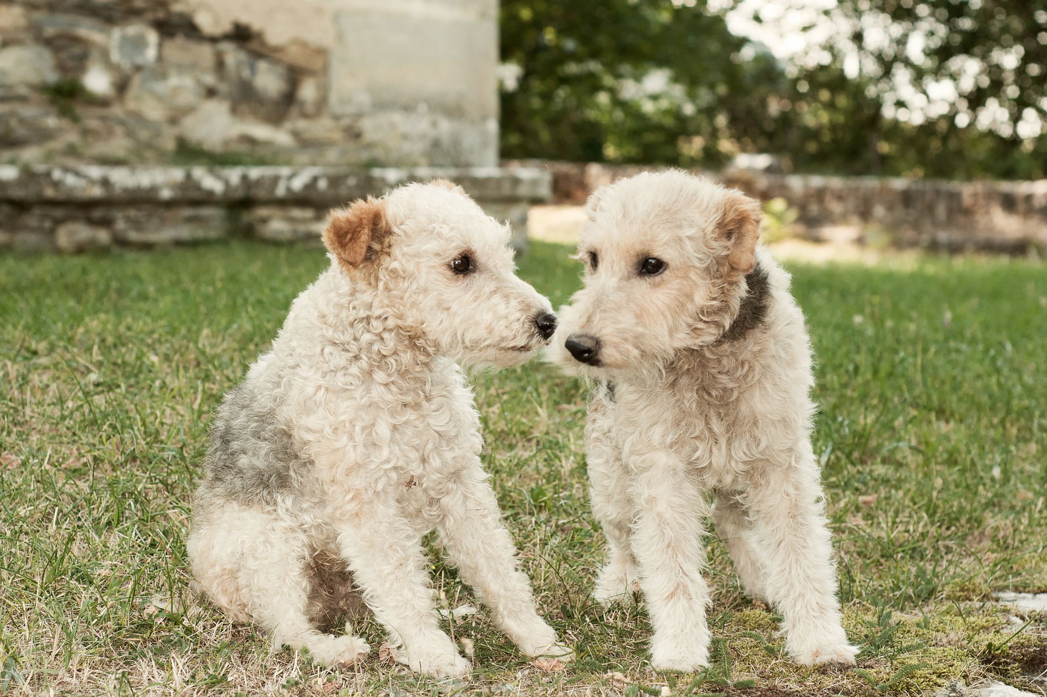 por qué los border terrier necesitan pelado