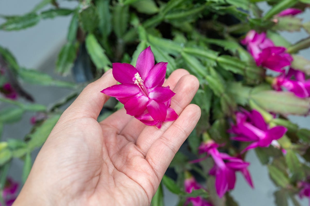 preview for How to Repot Plants