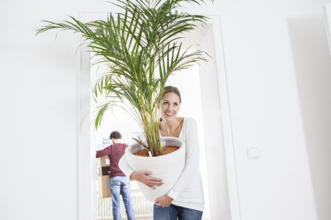 Product, Flowerpot, Houseplant, Plant, Grass family, Tree, Grass, Palm tree, Arecales, Vacation, 