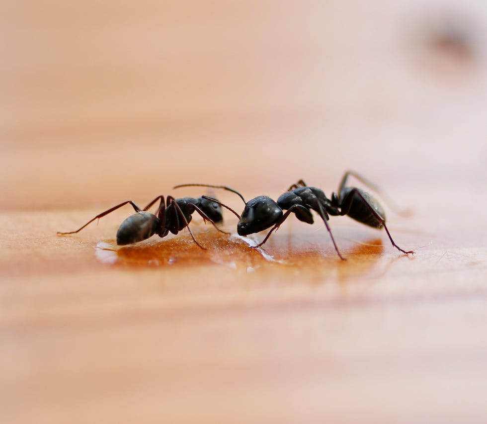 a macro shot of ants eating honey on a wood surface.