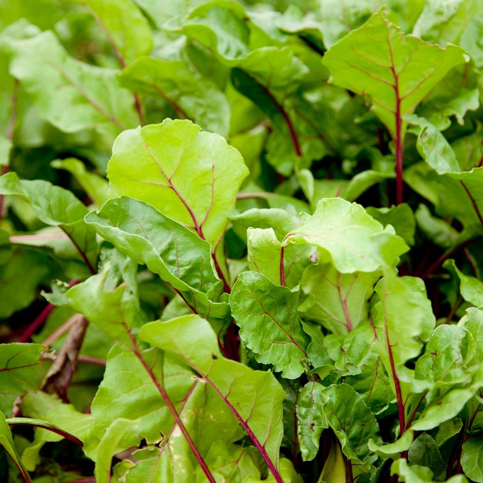 Beet Greens in Garden close up of beets growing in a garden