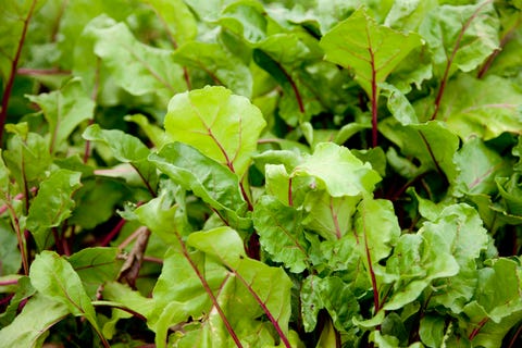 close up of beets growing in a garden