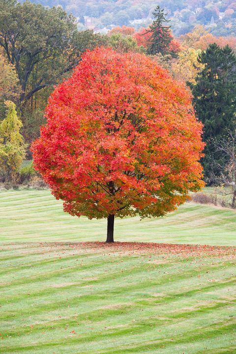 a beautiful sugar maple with peak fall colors