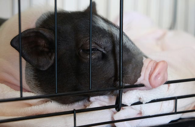 a black and white pot belly piglet sleeping on pink blanket behind bars in the pen