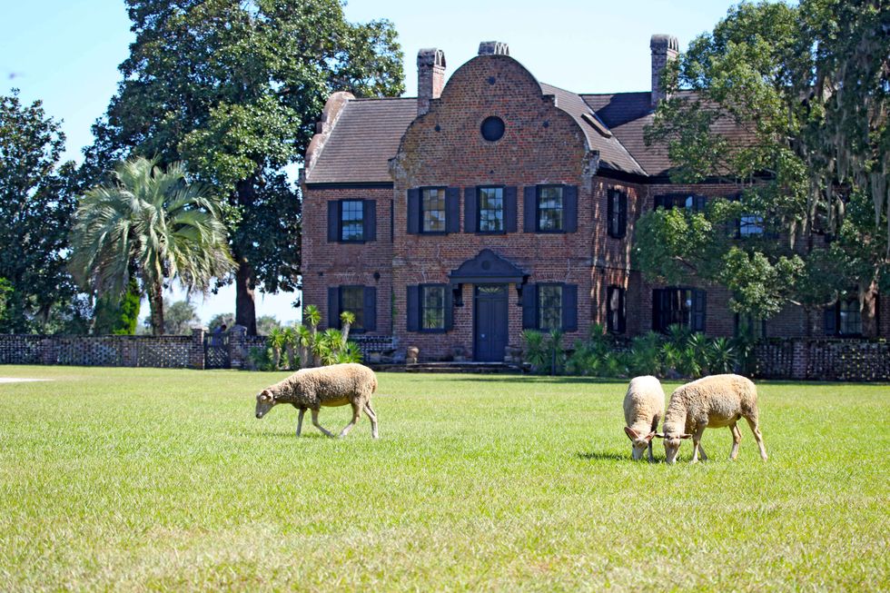 Grazing at Middleton Place