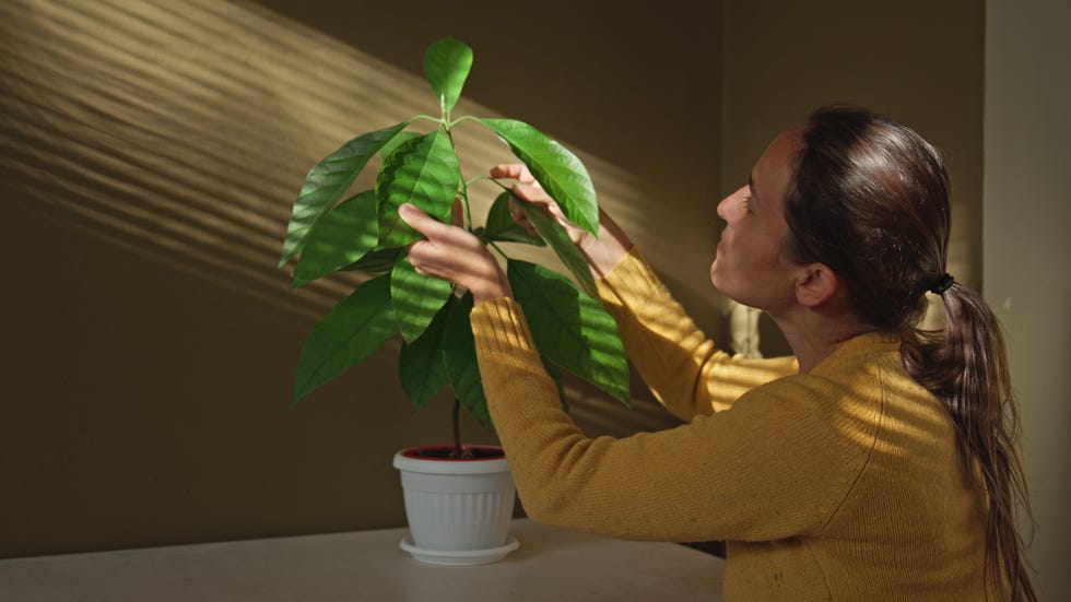 mujer con planta de aguacate