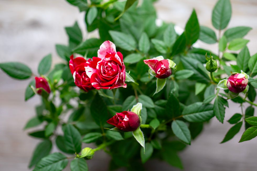 miniature roses