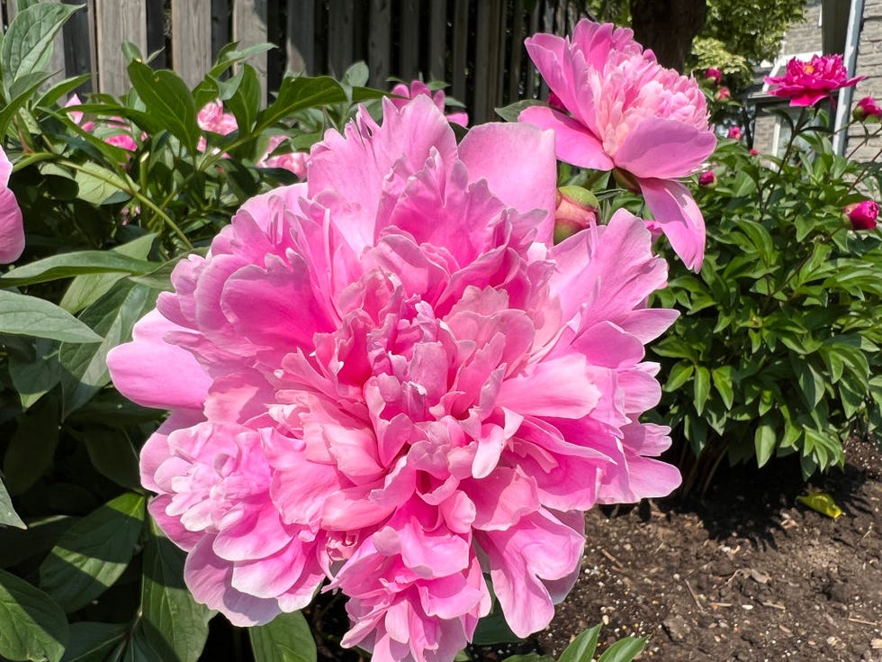 peonias de color rosa muy bonitas