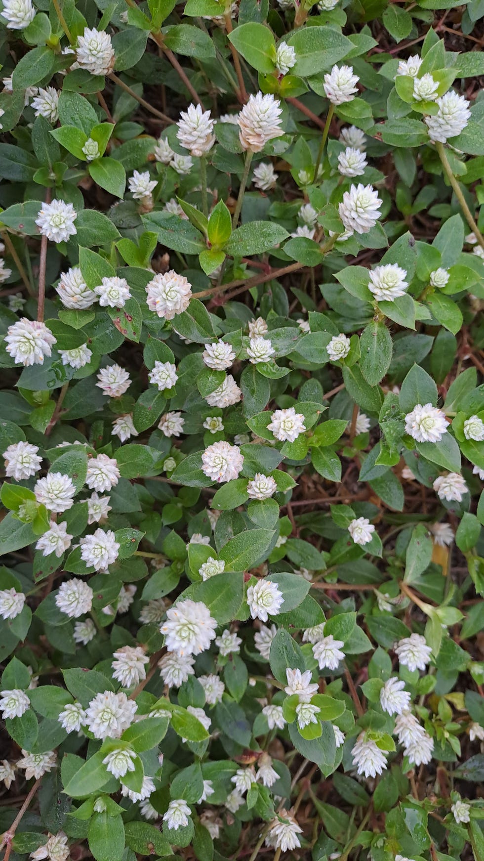 white flower bush