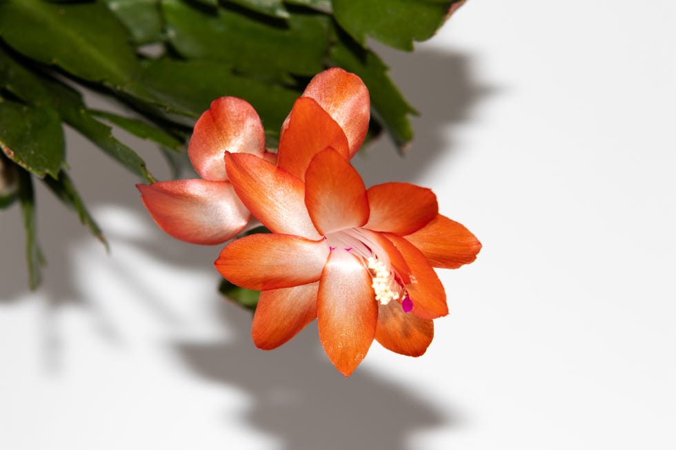 schlumbergera truncata flower on white background