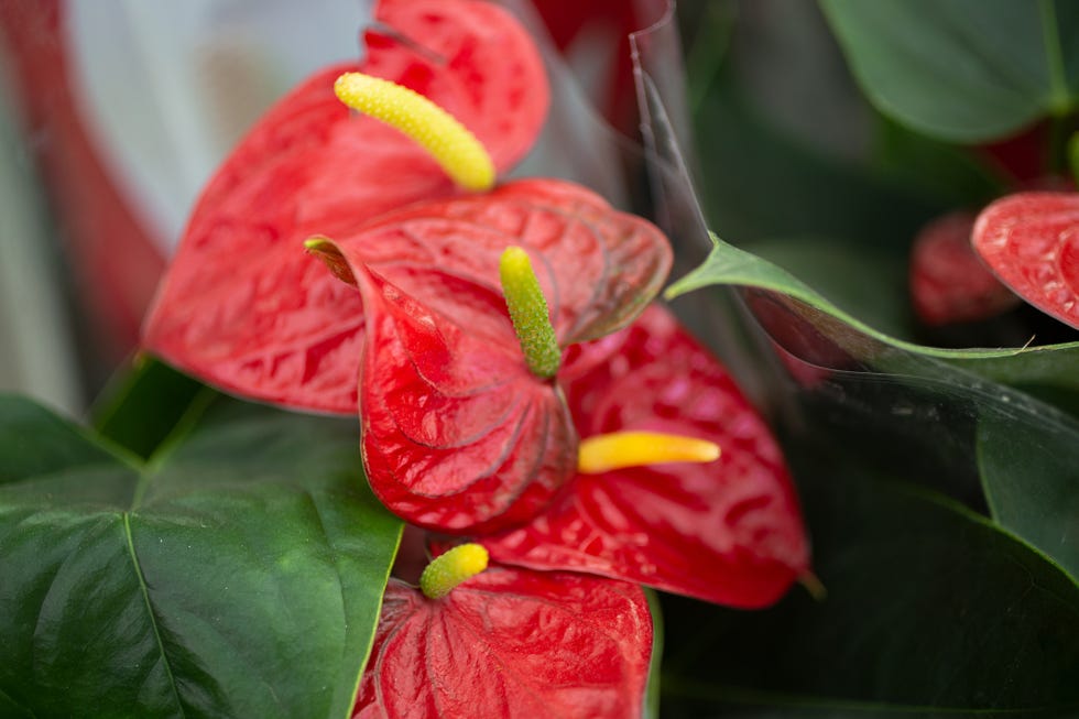anthurium