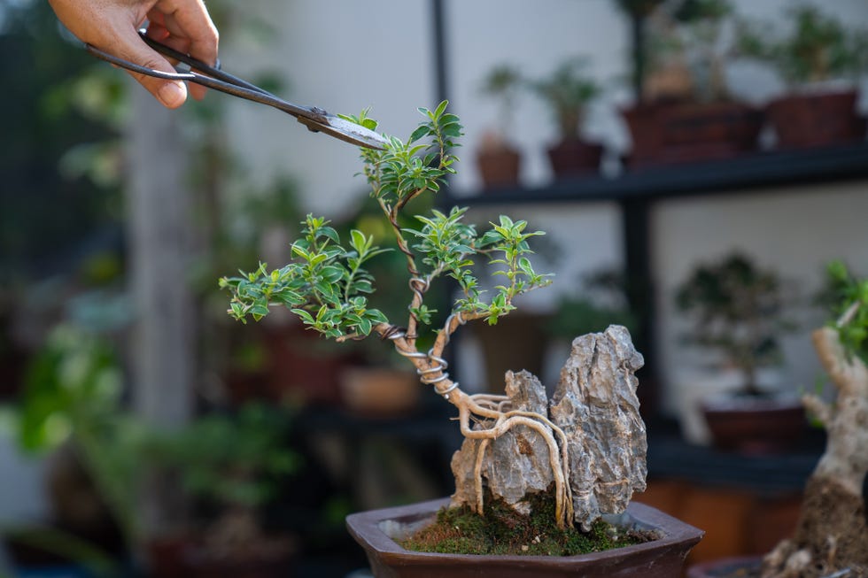 hands pruning a bonsai tree on a work table