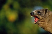 Een mannelijke rotsklipdas gaapt in het Serengeti National Park in Tanzania De soort is inheems in delen van Afrika en het MiddenOosten