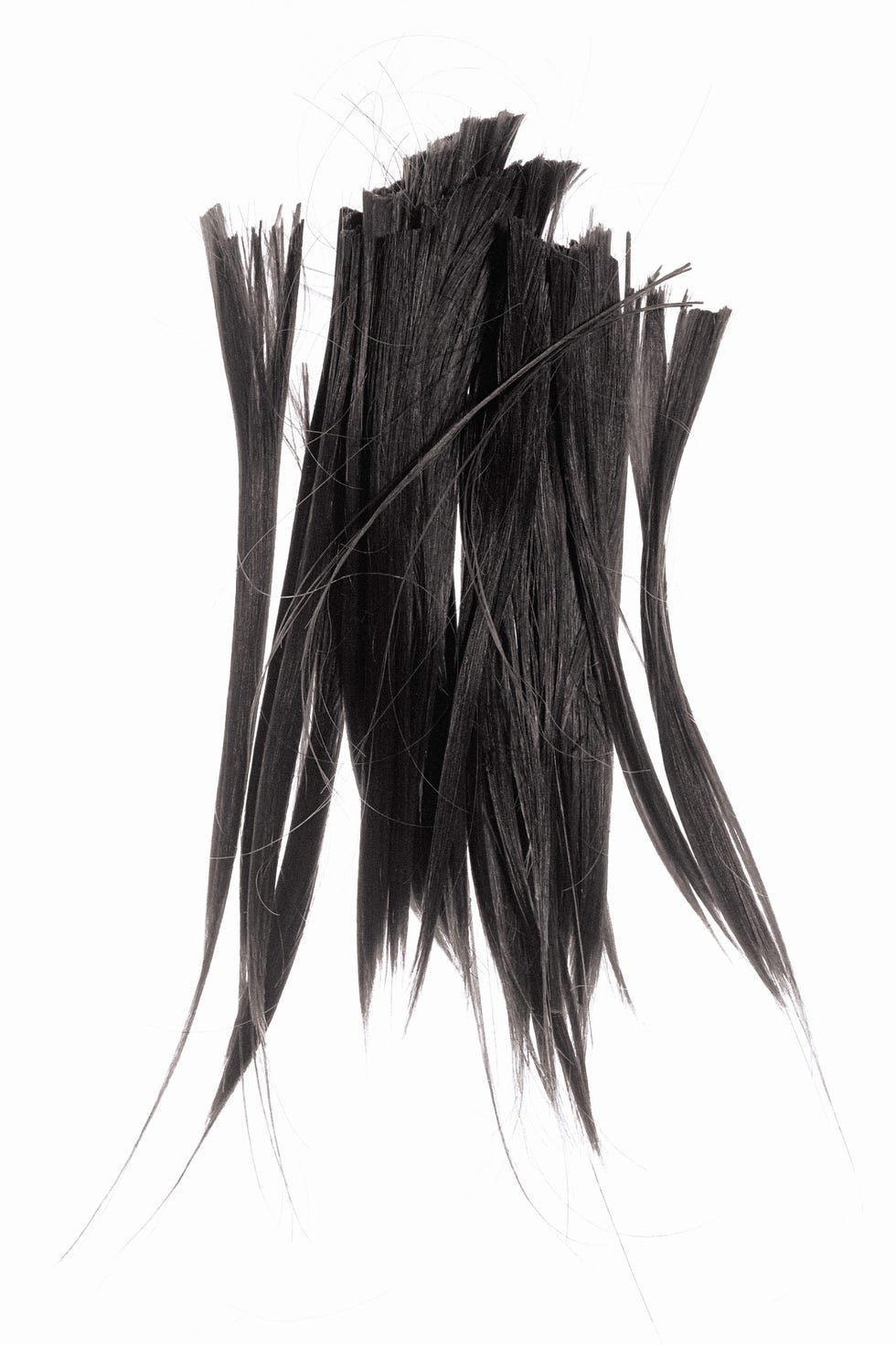 Black hair, Feather, Drawing, Black-and-white, Fashion accessory, Wing, 