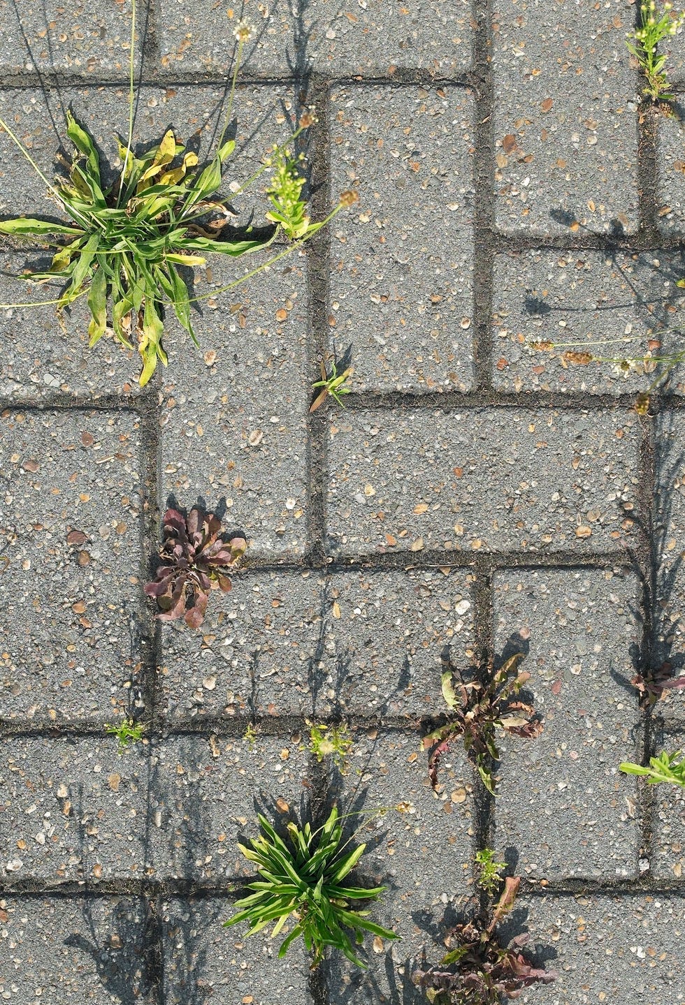 Wall, Plant, Flower, Stone wall, Grass family, American larch, Concrete, Grass, Tree, Brick, 