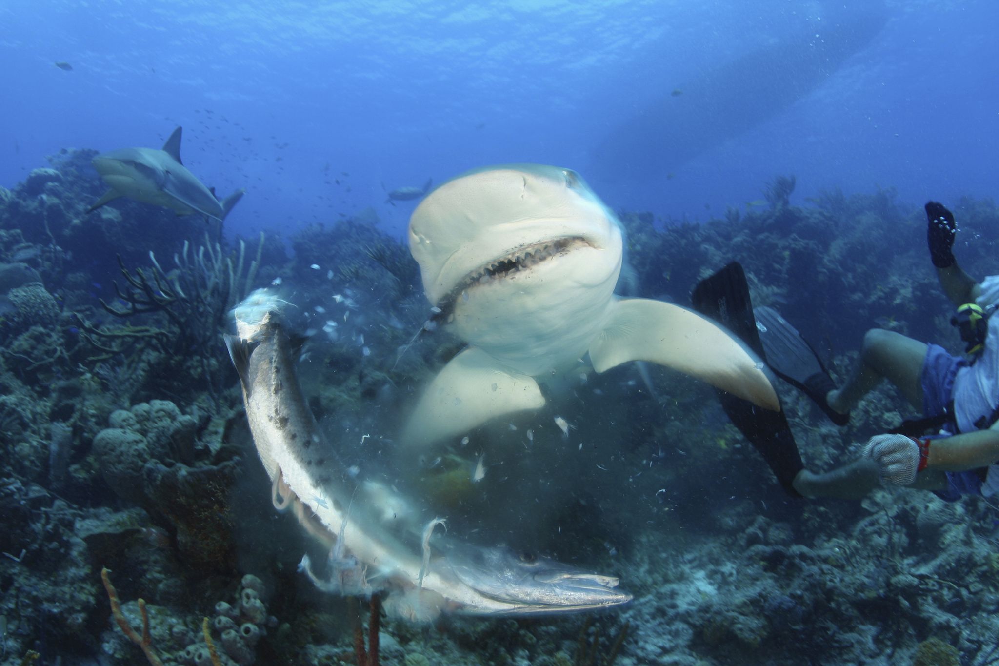 caribbean reef shark carcharhinus perezi, barracuda species unknow bahamas
