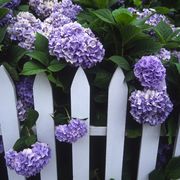 Flower, Flowering plant, Purple, Lilac, Plant, Lavender, lilac, Hydrangeaceae, Lilac, Hydrangea, 