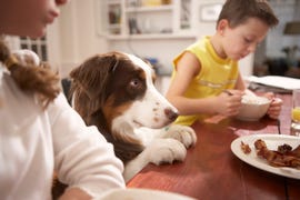 Dog, Canidae, Dog breed, Companion dog, Carnivore, Sporting Group, English springer spaniel, Drentse patrijshond, Puppy, Kooikerhondje, 