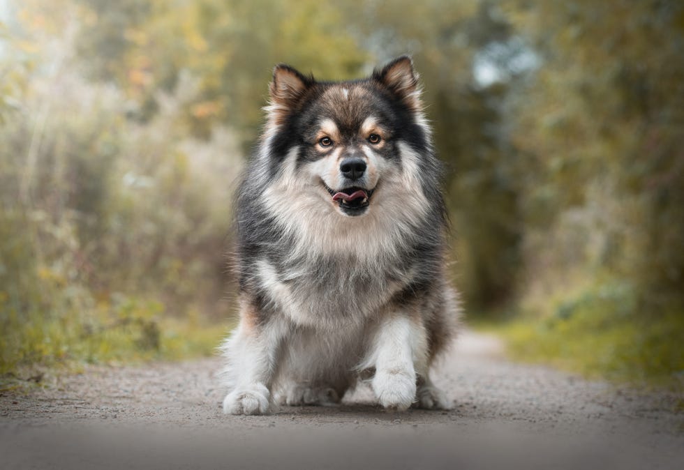 portrait of finnish lapphund dog in nature in summer