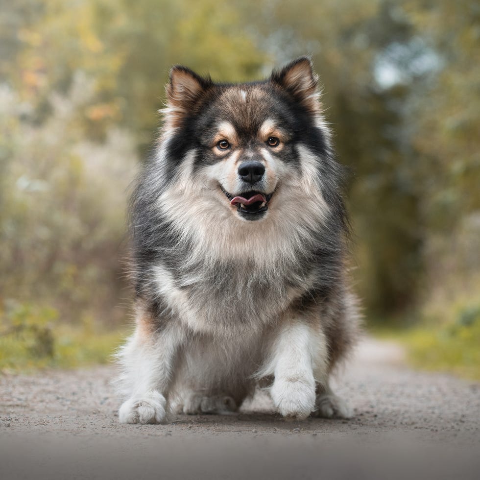 Portrait of Finnish Lapphund dog portrait of finnish lapphund dog in nature in summer