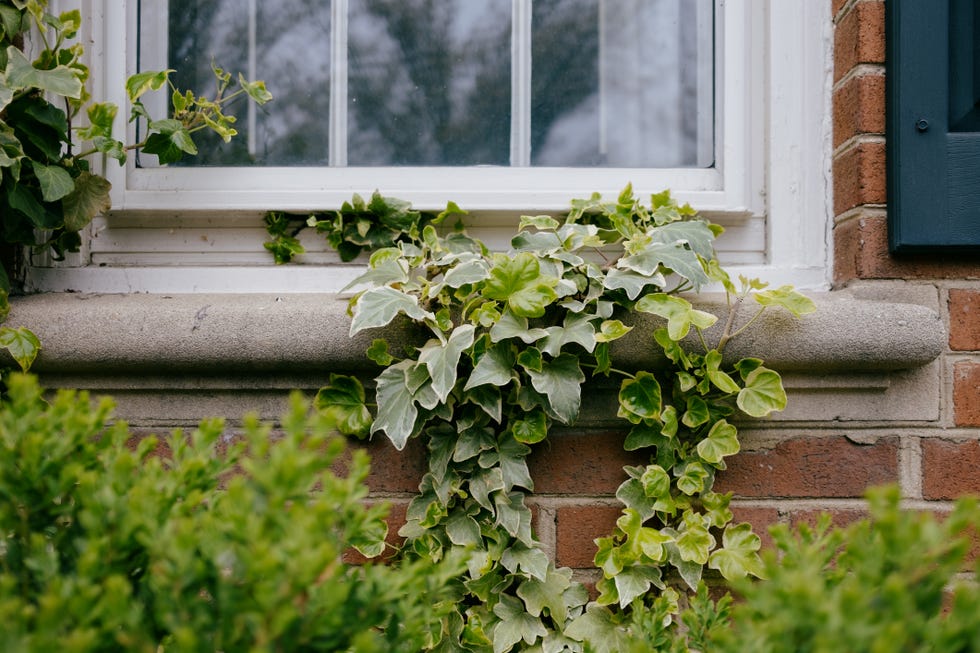 close up of ivy growing on window sill