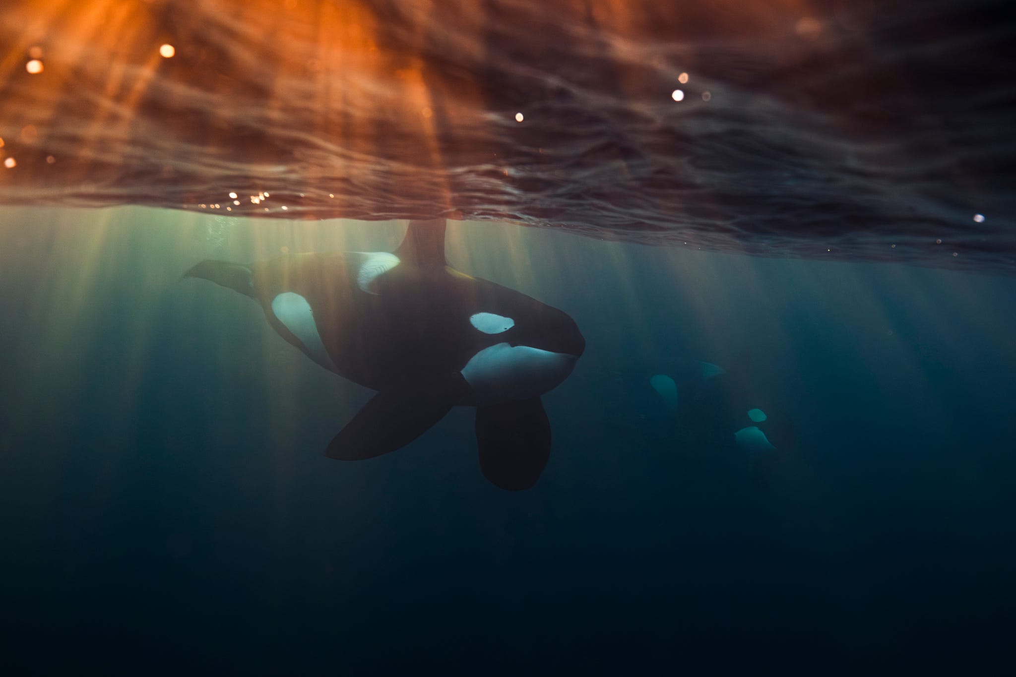 een orka