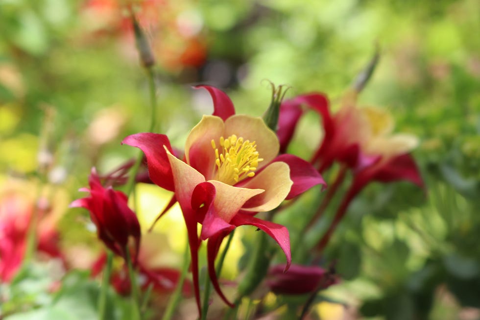 marvelous blooms of aquilegia aka columbine dressed in pink and white.