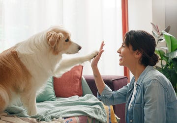 woman, dog and paw high five in home or learning trick on sofa for animal behaviour, obedience or support female person, pet and owner best friend or bonding together in apartment, playing or happy