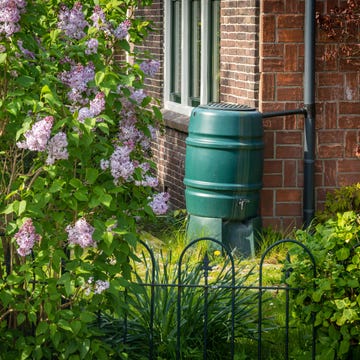 Rain barrel in the garden, rainwater harvesting and reusage rainwater tank on house facade, reusing rainwater in the garden