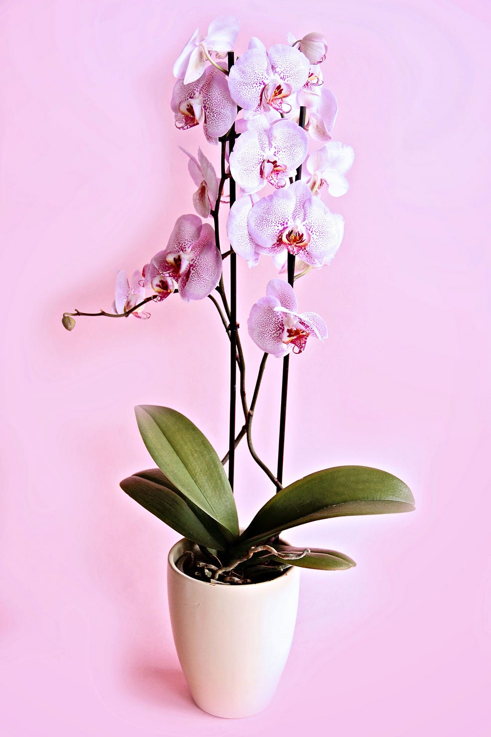 orquídeas rosas