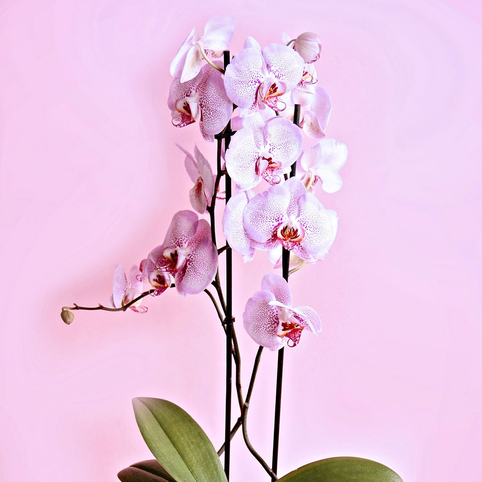 pink orchid on the pink background