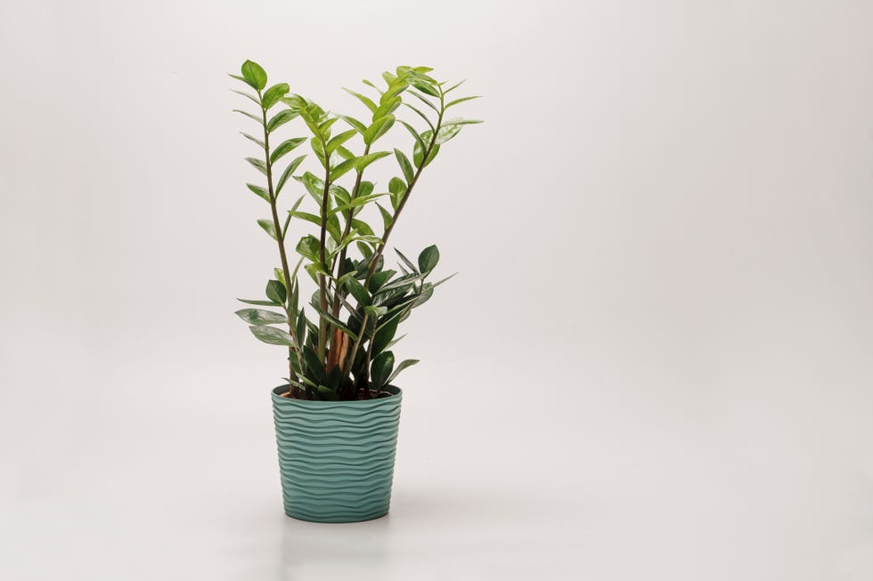 zz plant