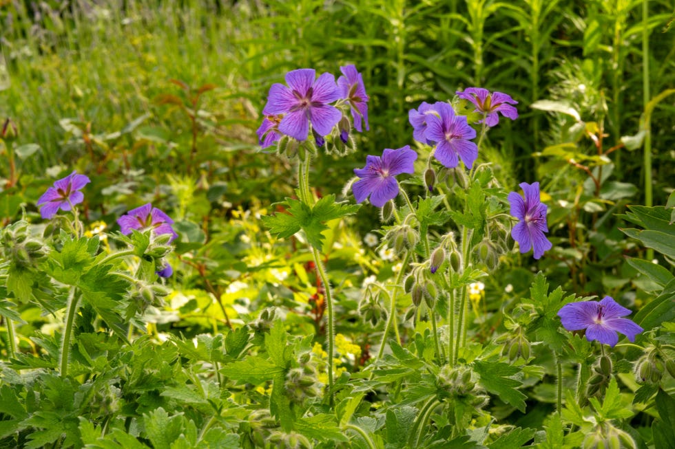 mediterranean garden