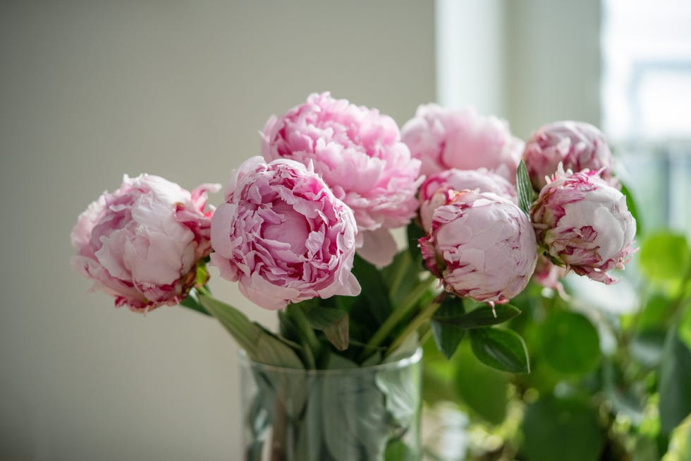 gentle romance bouquet soft pink fragrant peonies composed by florist for gift present on birthday celebration, wedding beautiful romantic flowers in glass vase near window for home decoration