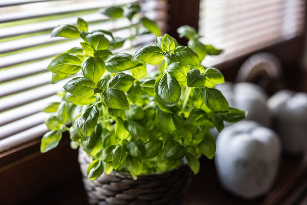 fresh basil on the windowsill needs a lot of light and water