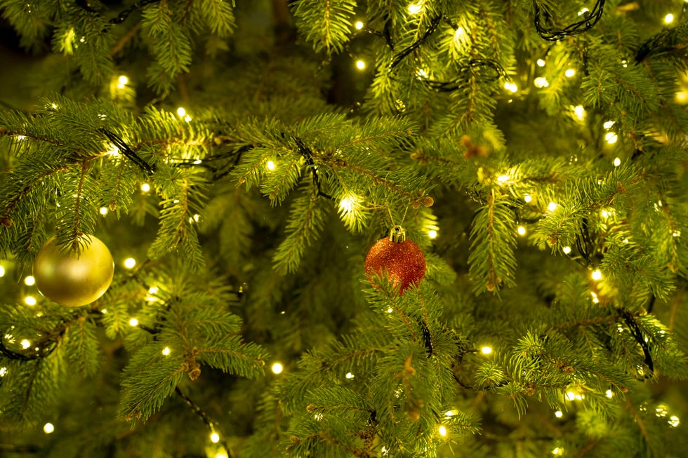 close up of green natural pine tree decorated with golden string lights and christmas decorations