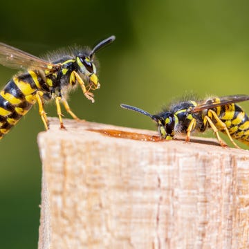 how-to-keep-wasps-away howtokeepwaspsaway
