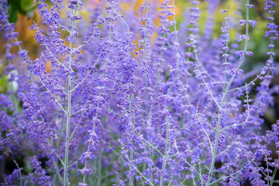 a woody perennial plant with silvery stems and blue flowers