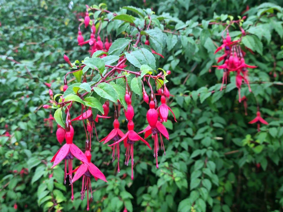 hummingbird fuchsia or hardy fuchsia (fuchsia magellanica) flowering in the small town of birr, central ireland.