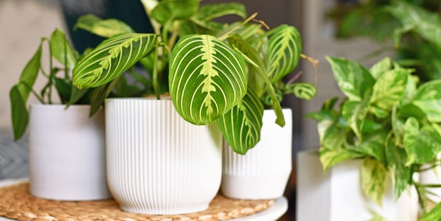 Plantas en interior plantas decorativas en interior