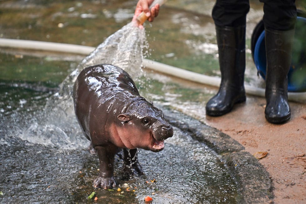 moo deng, a two-month-old female pygmy hippopotamus who has recently become a viral internet sensation, is showered by a zookeeper at the Khao Kheow open zoo in Chonburi province on September 15, 2024. photo by lillian suwanrumpha afp photo by lillian suwanrumphaafp via getty images