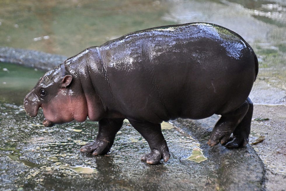 moo deng, a two month old female pygmy hippo who has recently become a viral internet sensation, is seen at khao kheow open zoo in chonburi province on september 15, 2024 photo by lillian suwanrumpha  afp photo by lillian suwanrumphaafp via getty images